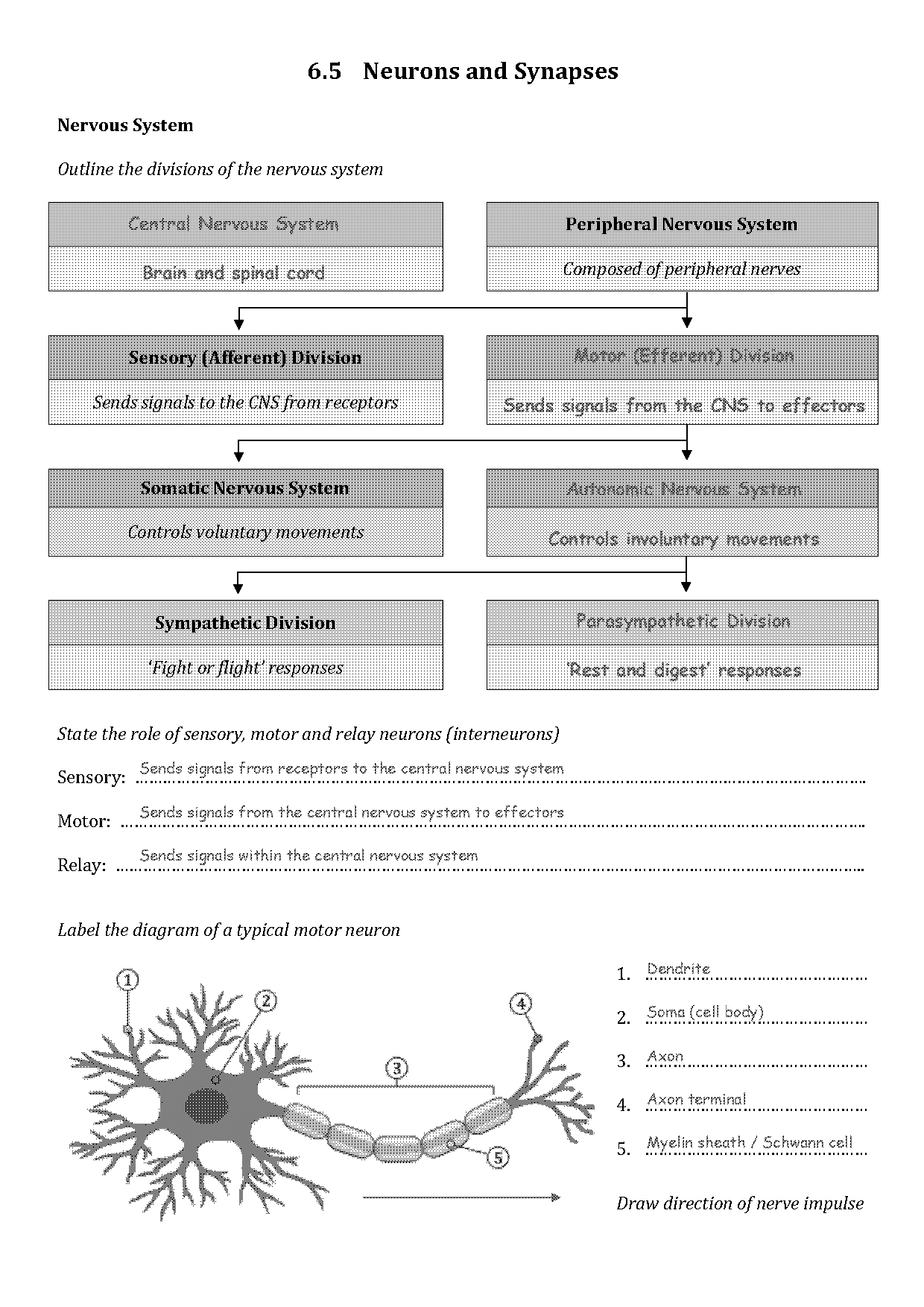 the nervous system the nerve impulse worksheet