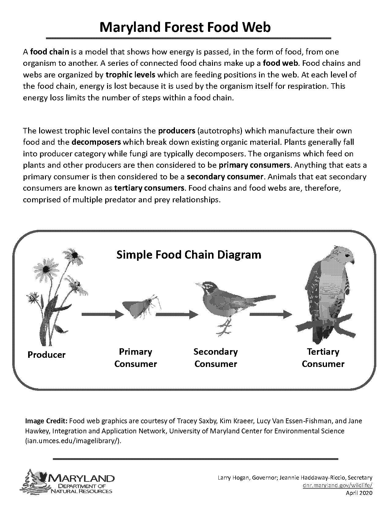 energy pyramid examples simple labled